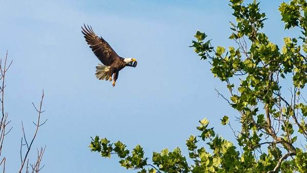 Learning to Fly: Bald eagles at ND-LEEF
