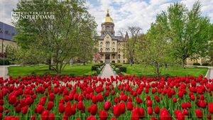 16 Red Tulips Dome