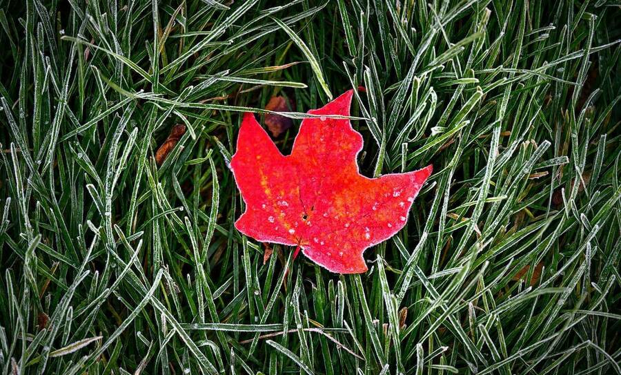 Grass and one single, red leaf is covered in frost.
