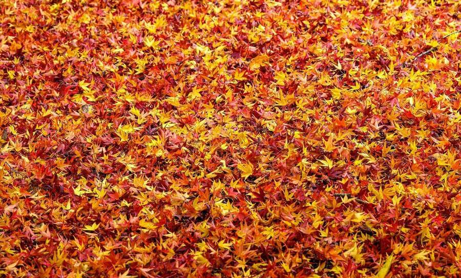 Yellow, orange, and red undisturbed fall leaves.