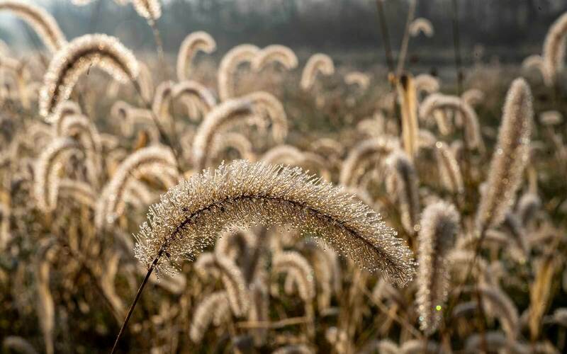 A field of foxtail covered in frost in the morning.