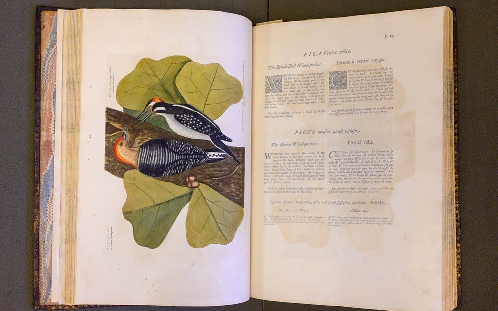 An open book of a colorful illustration of two red-headed woodpeckers on a branch with four green leaves.