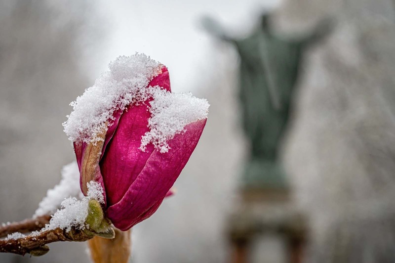 A snow covered pink tulip.