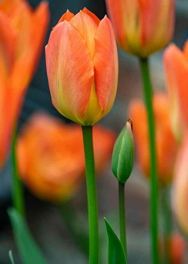 One orange tulip in focus and others in the blurred out in the background.