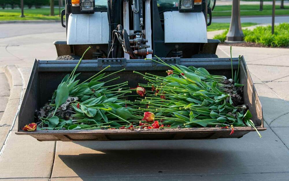 Tulips lay in a wheel loader.
