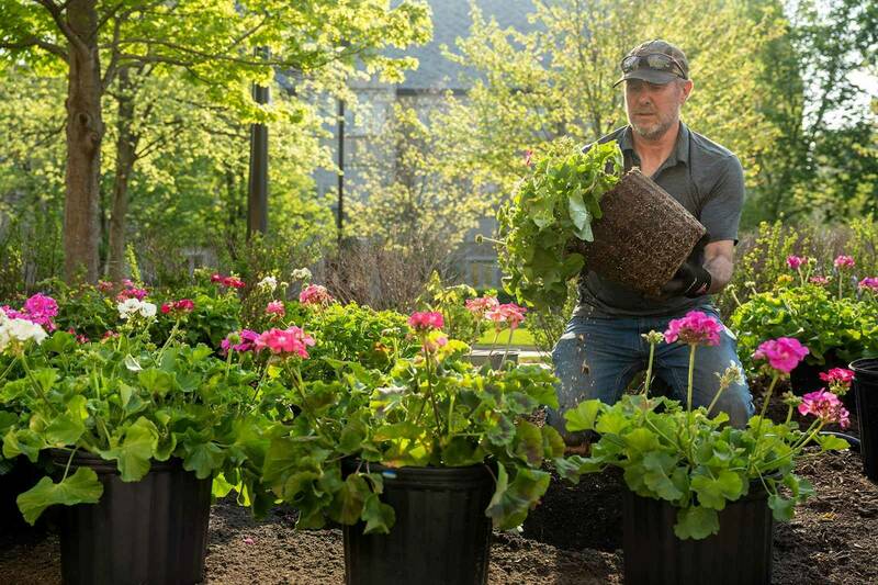 A man wearing a hat and gardening gloves holds flowering geraniums. Three pots of geraniums sit in the foreground and green trees in the background.