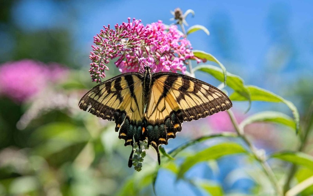 A swallowtail butterfly rests on a pink flower.