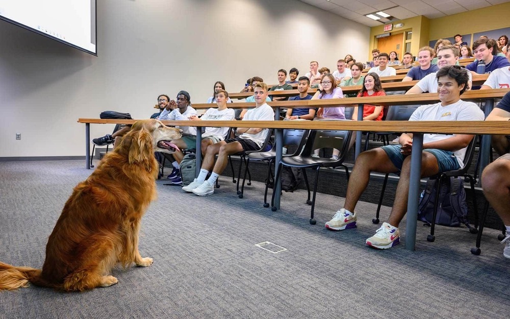 A Golden Retriever sits in front of a classroom full of students.