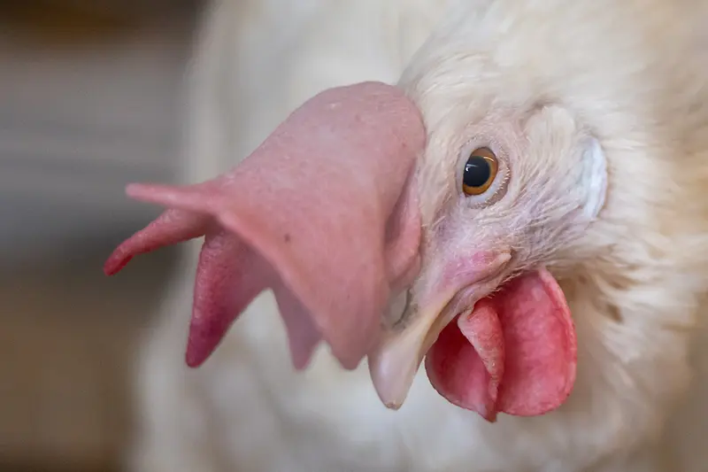A chicken looking toward the camera in a farm setting.